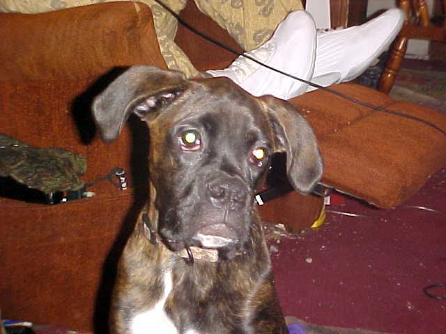Bailey