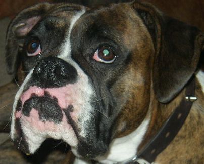 Bailey