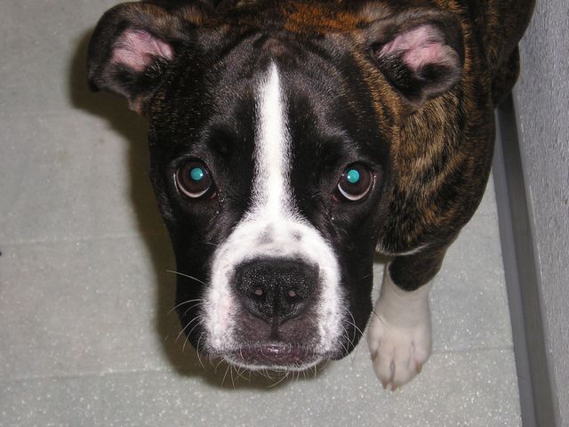 Bailey