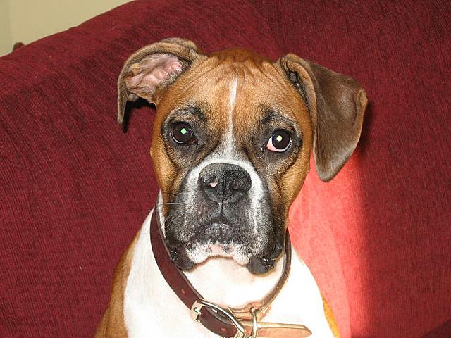 Bailey