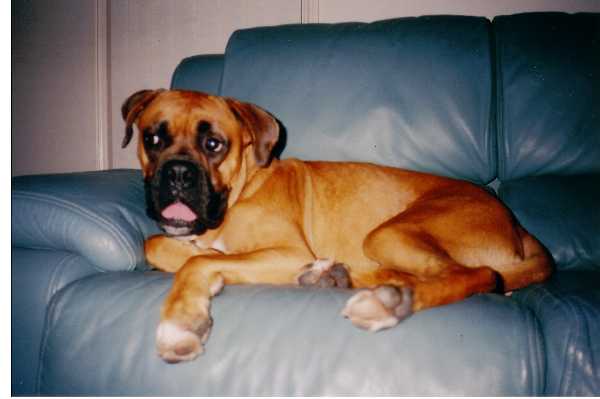 Bailey