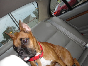 bailey