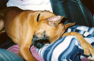 bailey