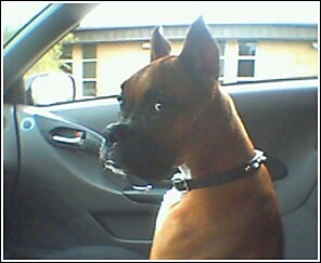 bailey