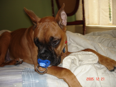 bailey
