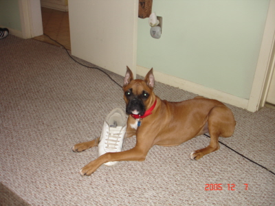 bailey