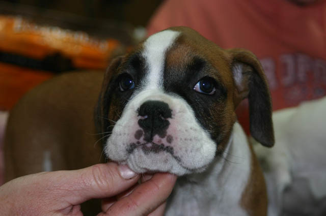 bailey