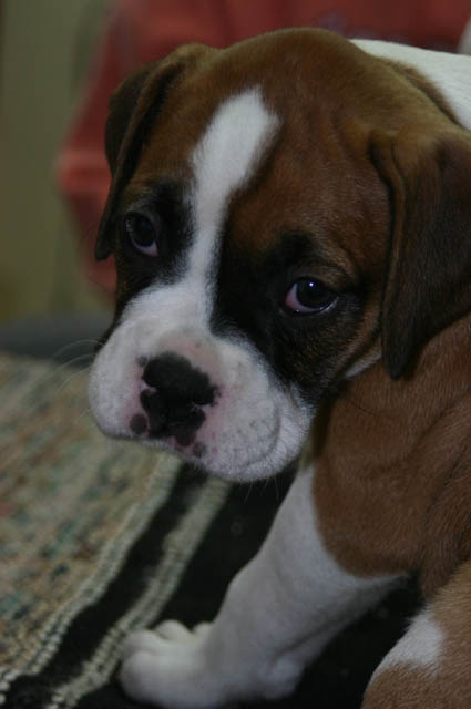 bailey