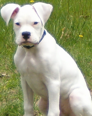 Bailey