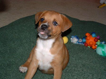 Bailey