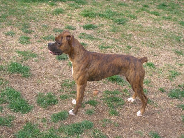 Bailey
