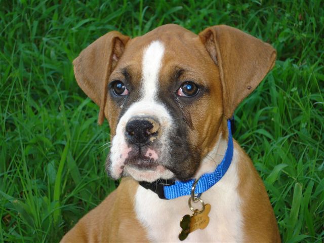 Bailey
