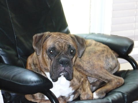 Bailey