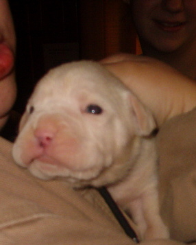 Bailey002
