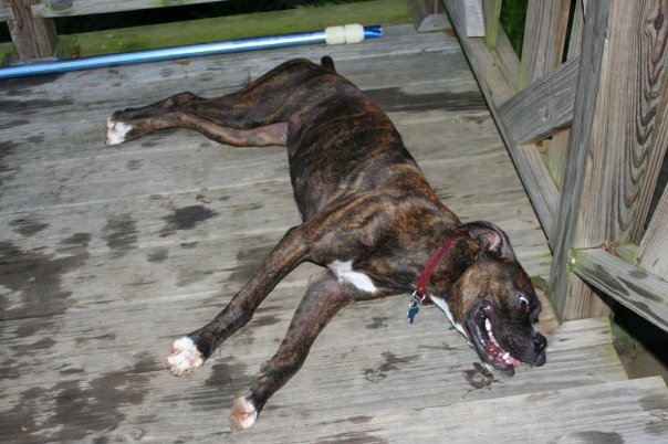 bailey7