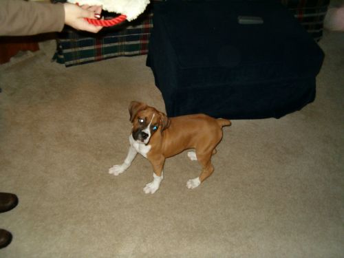 bailey_006