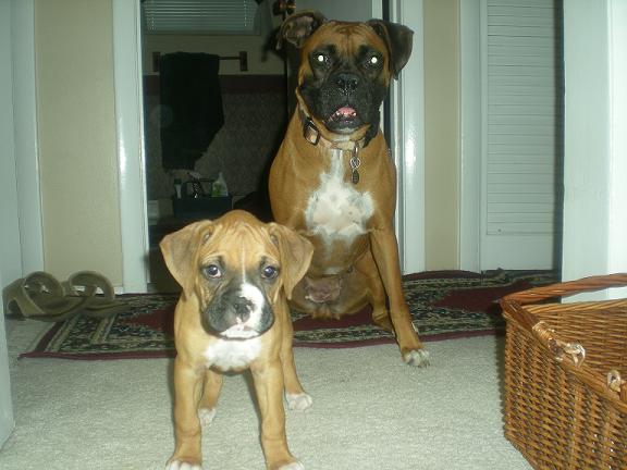 Bailey_and_Duchess