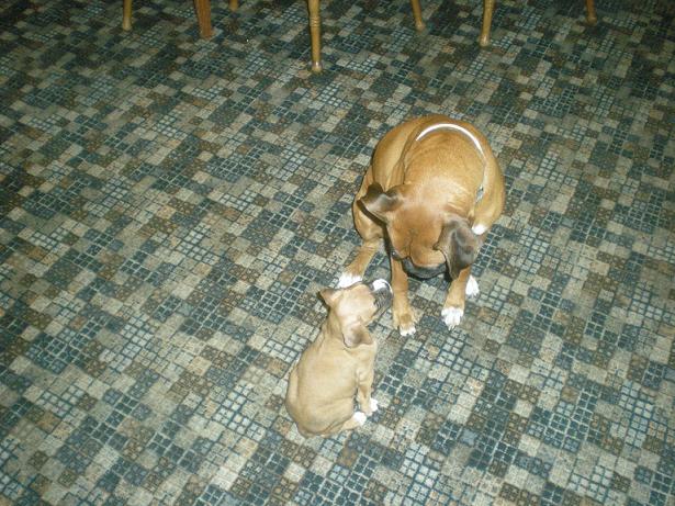 bailey_and_duchess1