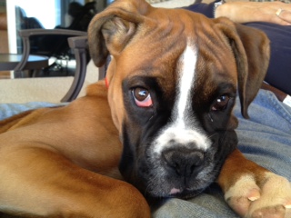 Bailey_June_2013