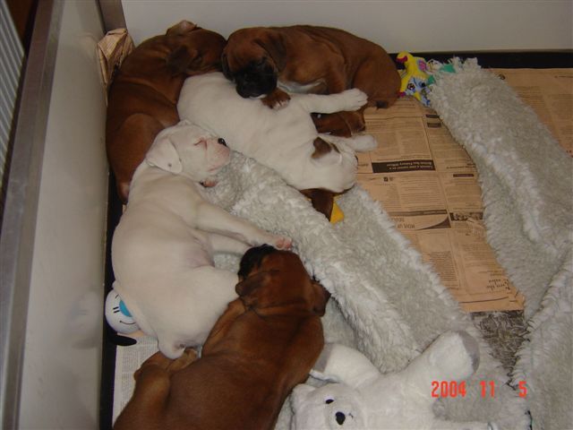 bailey_with_his_litter
