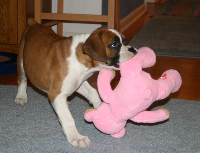 bailey's favorite bear