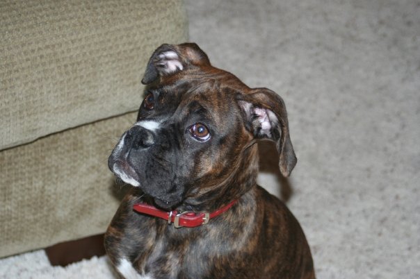 Baileys Pics