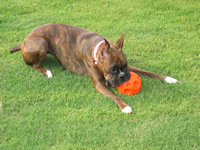 Bali loves to play ball