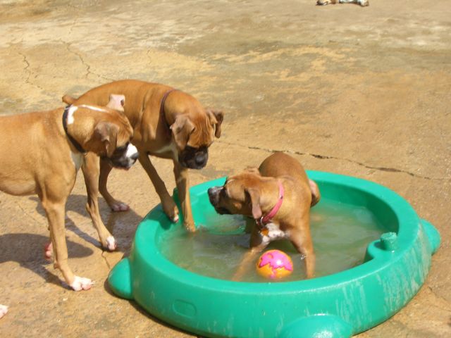 Ball Envy