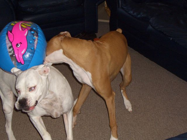 Ball Fun