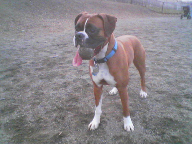 ball