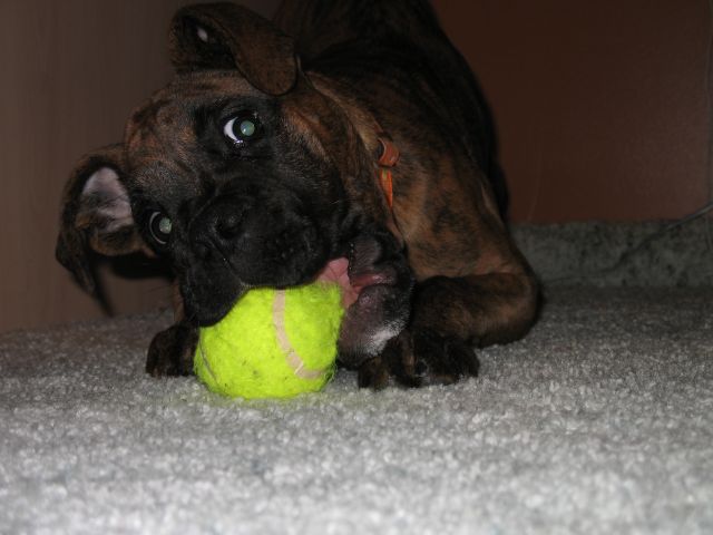 Ball