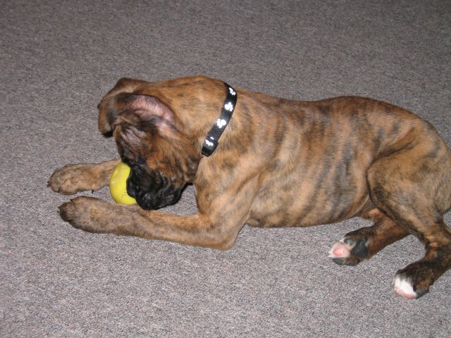 ball1