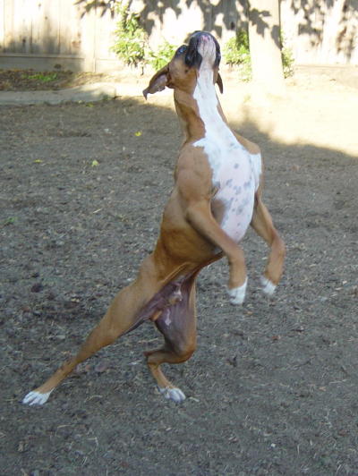 Ballerina boxer?