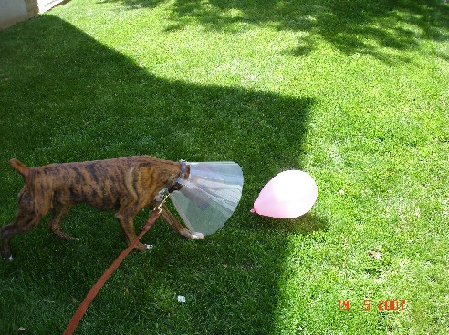 Baloon