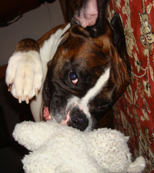 Bam Playing with Toy