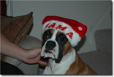 Bama wearing his Santa hat