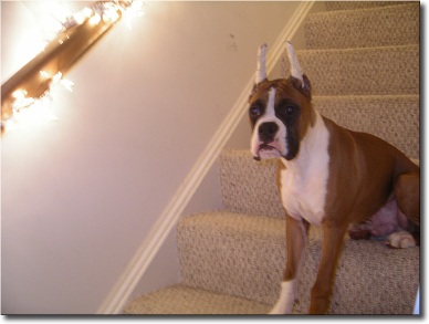 Bama_on_stairs