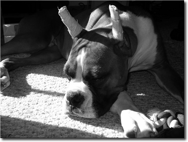 Bama_sleeping_in_sun