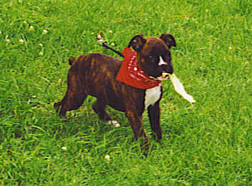 Bandana Baby