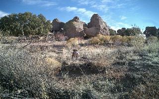 Banjo at city of rocks state park, NM