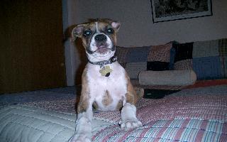 Banjo barking at the camera