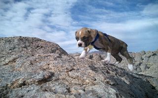 Banjo The Super Hound