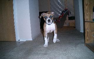 Banjo Three Months