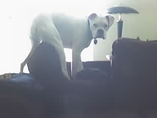 Bardi on the Couch