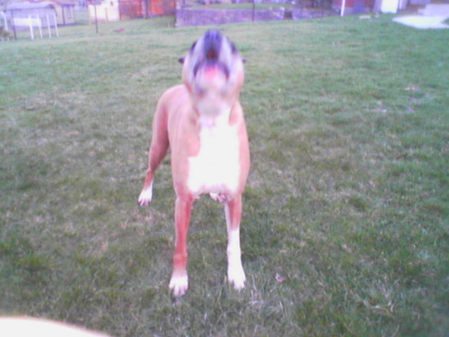 Bark Mouth Chance