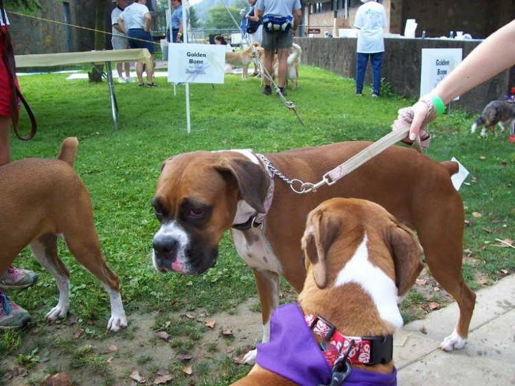 Bark n The Park Aug 29th