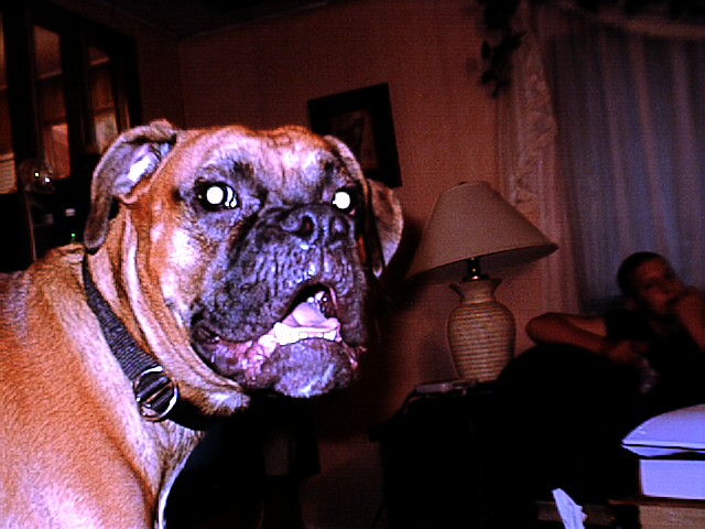 bark1