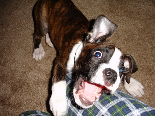 Barking at mom