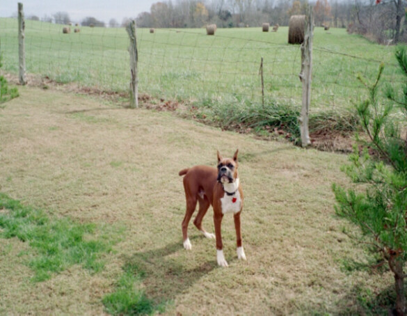barking at the Amish2