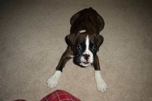 Barking at the camera
